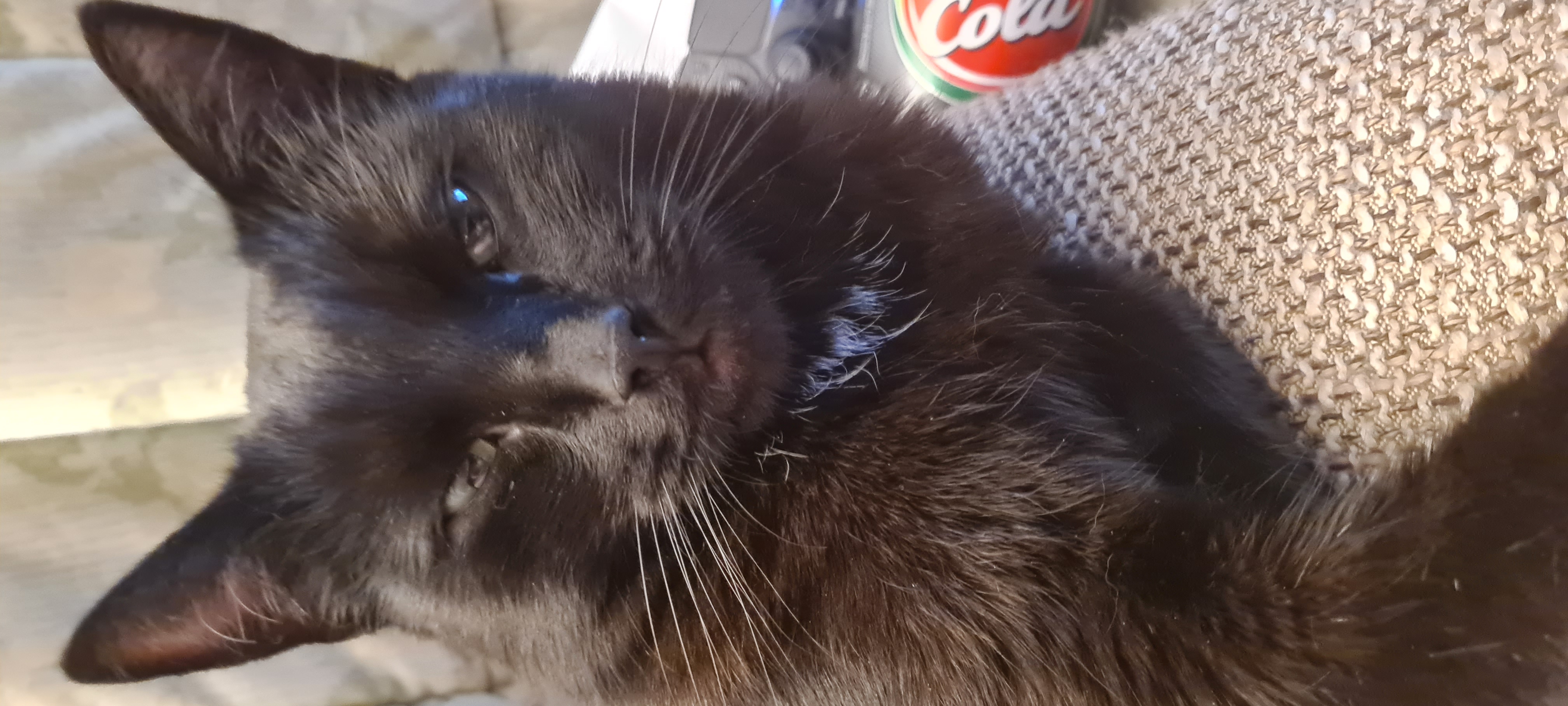 Mojo